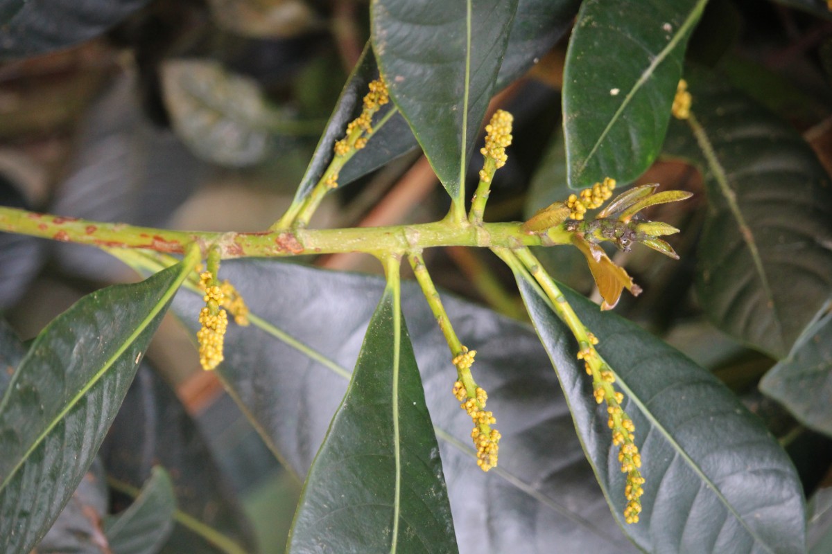 Agrostistachys borneensis Becc.